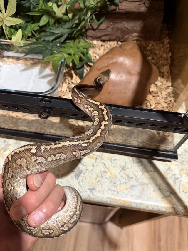 Cinnamon Mojave royal python 2025 “sold as female “ — photo 4 of 4