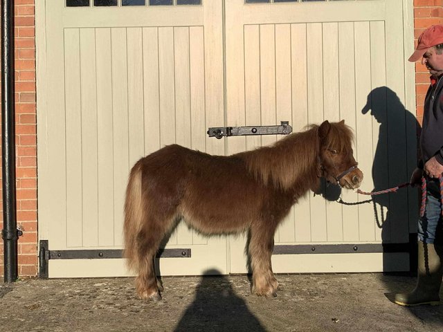 Preview of the first image of Chestnut yearling standard shetland colt.