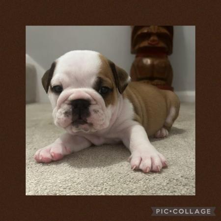 Image 4 of Bulldog Puppies Ready 28th March