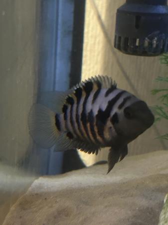 Image 2 of Tropical fish for sale mixed varieties