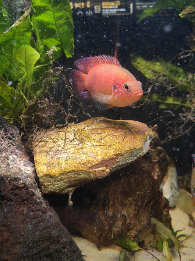Preview of the first image of Lifalli jewel cichlid babys for sale.