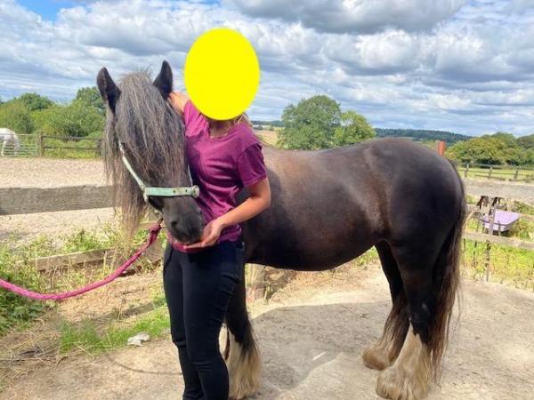 Image 2 of 13.3hh chucky cob mare - to share