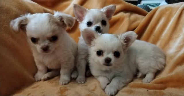 Image 7 of Puppy chihuahuas so loving and playful