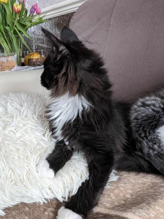 Image 7 of Beautiful Pure Blood Maine Coon kittens looking for homes