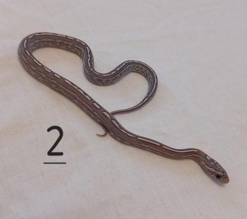 Image 6 of Lavender corn snake clutch with multiple hets