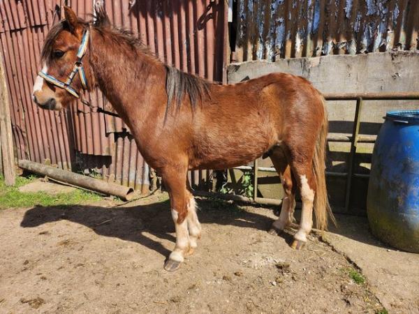 Image 2 of Stunning Welsh section a gelding
