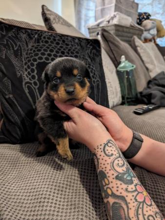 Image 1 of Rottweiler puppies for sale