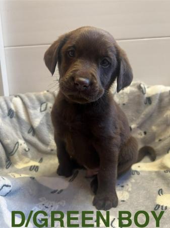 Image 8 of READY SOON! KC Health Tested Chocolate Show Labrador Puppies