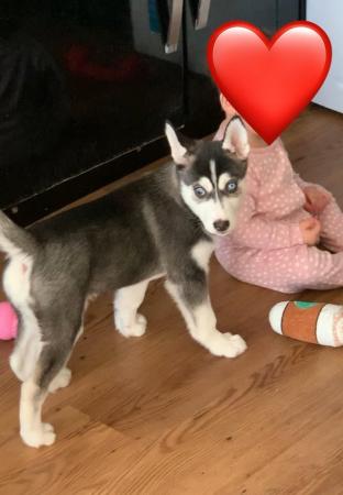 Image 3 of Siberian Husky Puppy STOLEN / POSSIBLY RESOLD