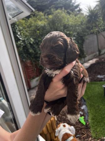Image 6 of F1 Sproodle springer x mini poodle puppies