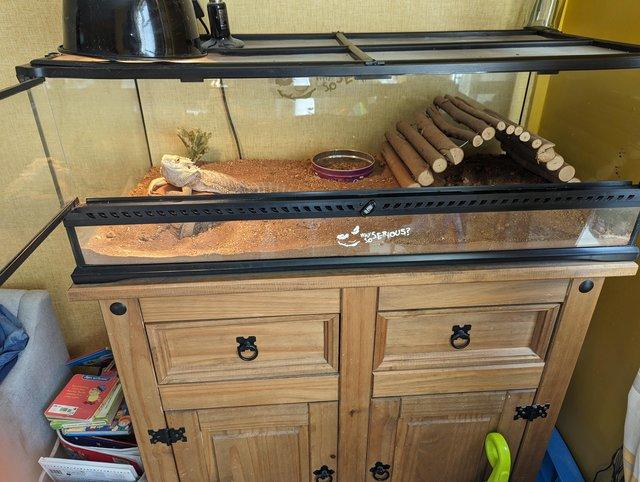 Preview of the first image of bearded dragon and full setup.