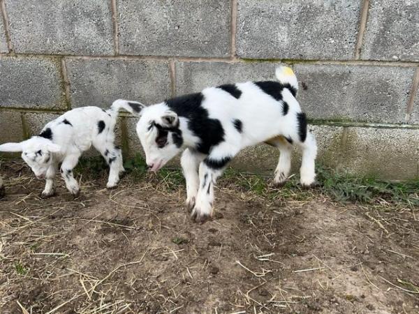Image 11 of Registered Male Dwarf Dairy Goat Kids like Nigerian Dwarf