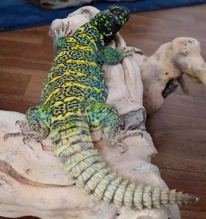 Image 1 of Adult/sub uromastyx ornata  pair/group wanted!