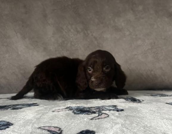 Image 12 of cocker spaniels male puppies