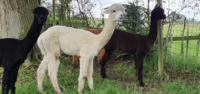 Preview of the first image of Alpacas - Group of Registered, friendly, young pets.