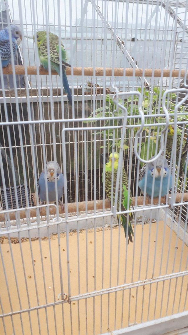 Preview of the first image of 7   x3mth old budgies for sale ..£35 for all.