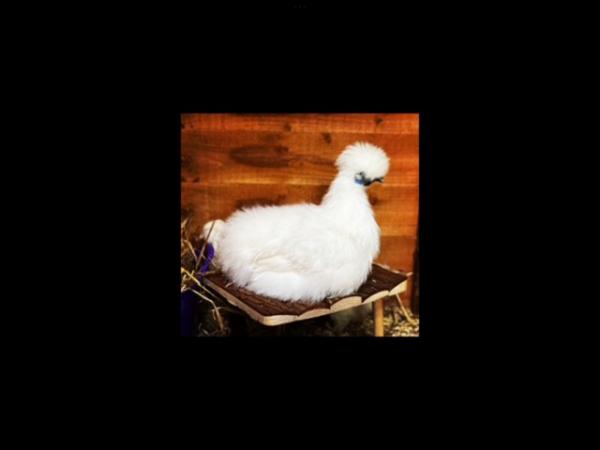 Image 3 of White Silkie Bantam Hatching Eggs NOT AVAILABLE