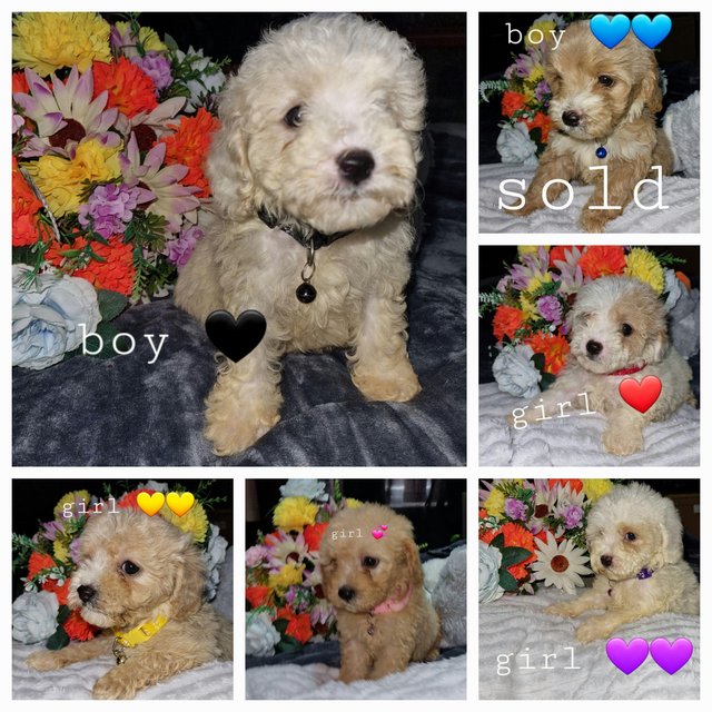 Preview of the first image of Cavapoochon for sale 4 girls 2 boys.