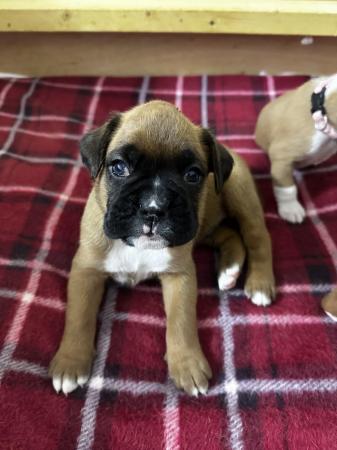 Image 3 of 2 Kc registered Boxer puppies