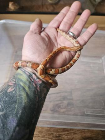 Image 6 of Female okeetee corn snake with or without full setup