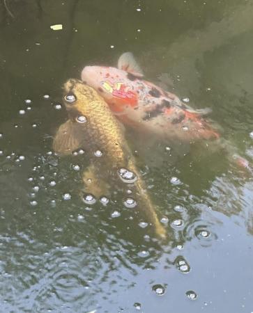 Image 5 of 2 Large Koi fish for sale