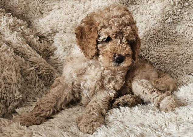 Image 7 of 1 x Miniature F3B Labradoodle Puppy Left
