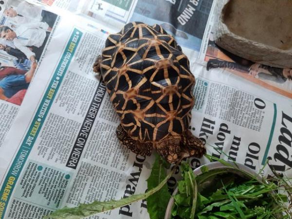 Image 1 of 15 year old Indian star tortoise