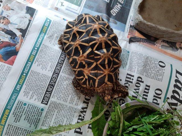 Preview of the first image of 15 year old Indian star tortoise.