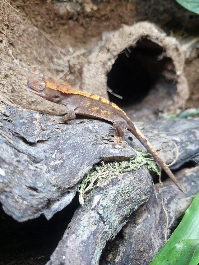 Preview of the first image of Young Crested Gecko for sale.