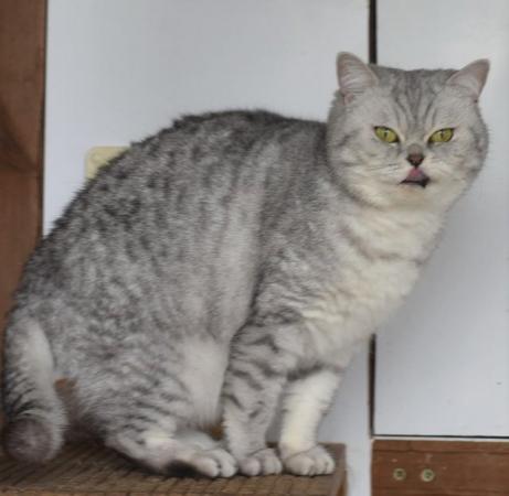 Image 1 of British Shorthair Adults available