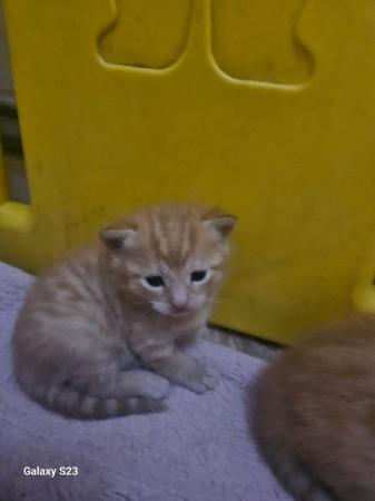 Image 2 of Fluffy ginger kittens and 1 black and white