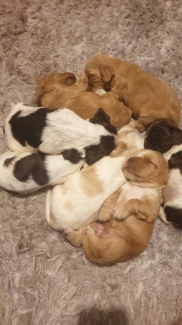 Preview of the first image of Cocker spaniel show type puppy (Golden Girl).
