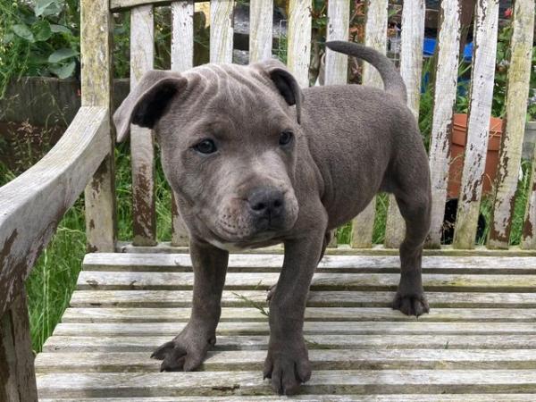 Image 22 of beautiful champion blue Staffordshire boy puppy available