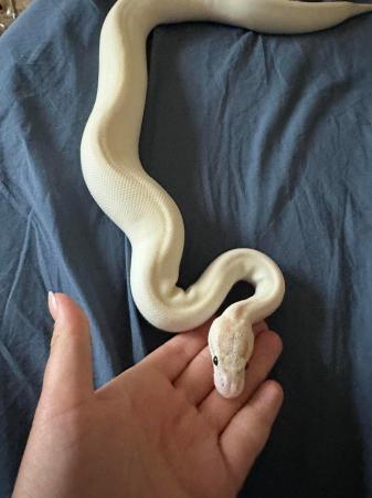 Image 4 of Ivory female royal python 2022