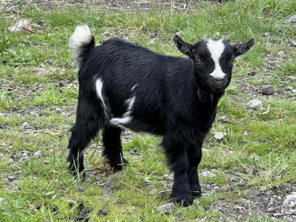 Image 2 of Beautiful Pygmy Nannie Goats
