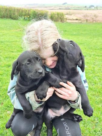 Image 6 of Beautiful black lab pups ready now