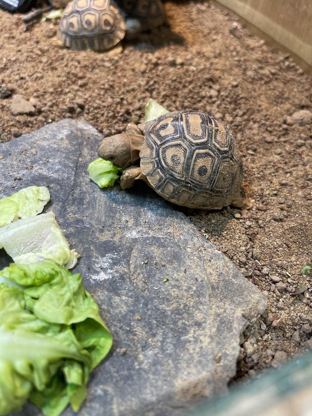 Preview of the first image of Baby Leopard Tortoise At Urban Exotics.