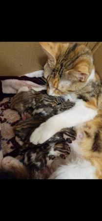 Image 2 of Reduced Only 1 female kitten left