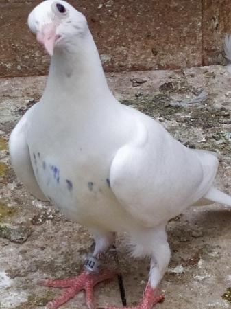 Image 12 of PURE WHITE RACING PIGEON FOR SALE