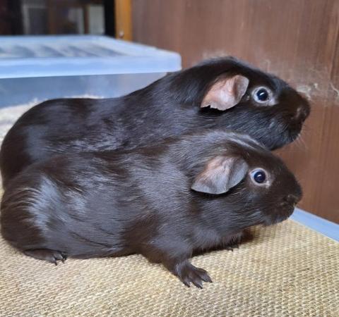 Image 2 of Self Chocolate & DEW Guinea pigs boars