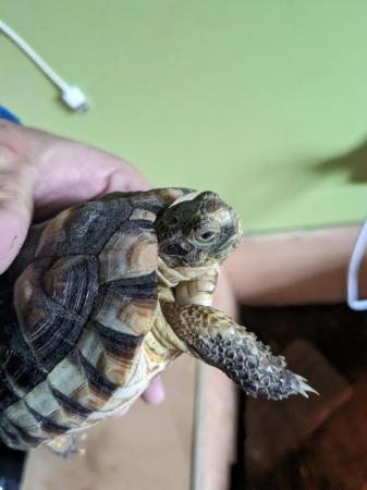 Image 3 of Small tortoise for sale