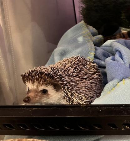 Image 5 of African pygmy hedgehog male