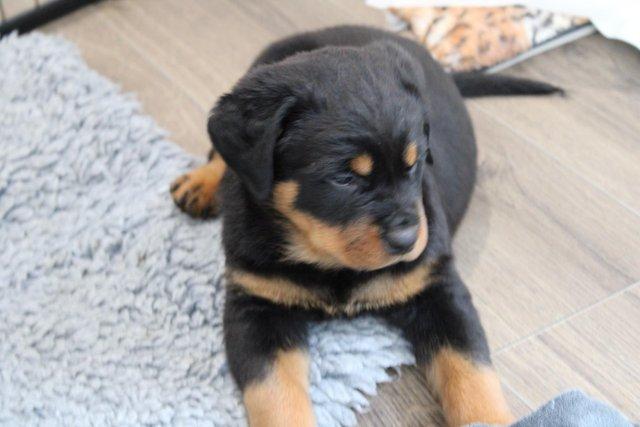 Image 20 of Gorgeous Rottweiler Pups not to be missed