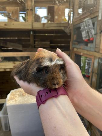 Image 1 of 7 wk old baby girl/sow Guinea Pigs