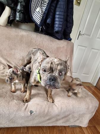 Image 12 of Frenchbull dog male puppies for sale 8 weeks old