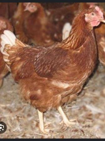 Image 1 of white leghorn, laying hens