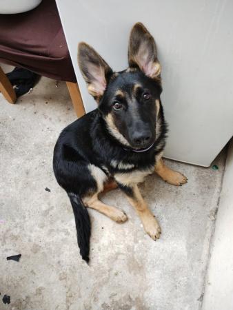 Image 3 of German shepherd puppy forever home wanted.