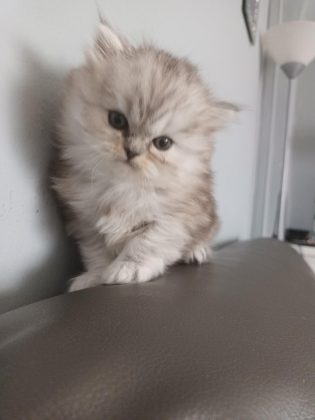 Preview of the first image of 2 happy and healthy pedigree persian kittens for sale.