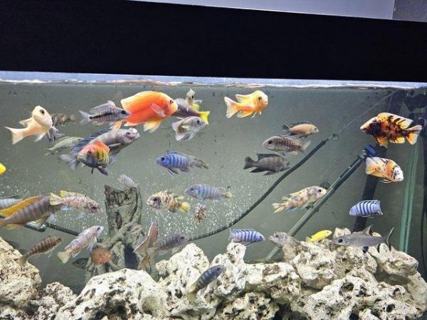Image 4 of 6 foot clearseal fish tank 900L NO FISH