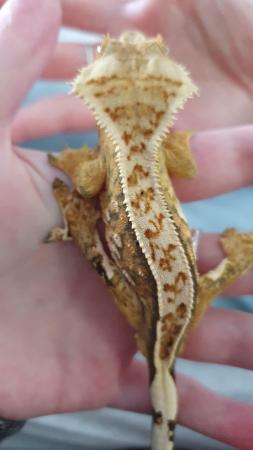 Image 8 of Gorgeous Tri Colour Harlequin Pinstripe Crested Gecko CB 22